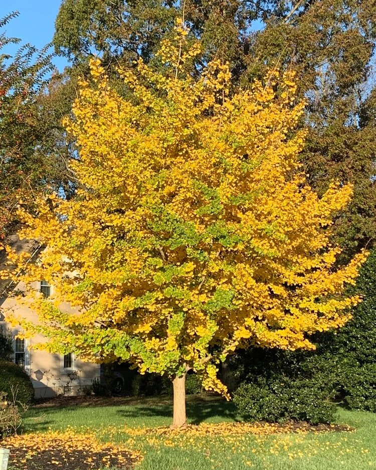Picture of Tree during fall