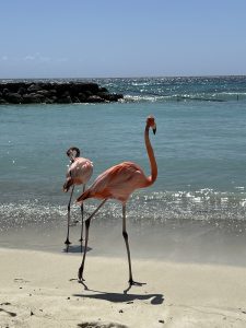 pink flamingos on beach in Aruba