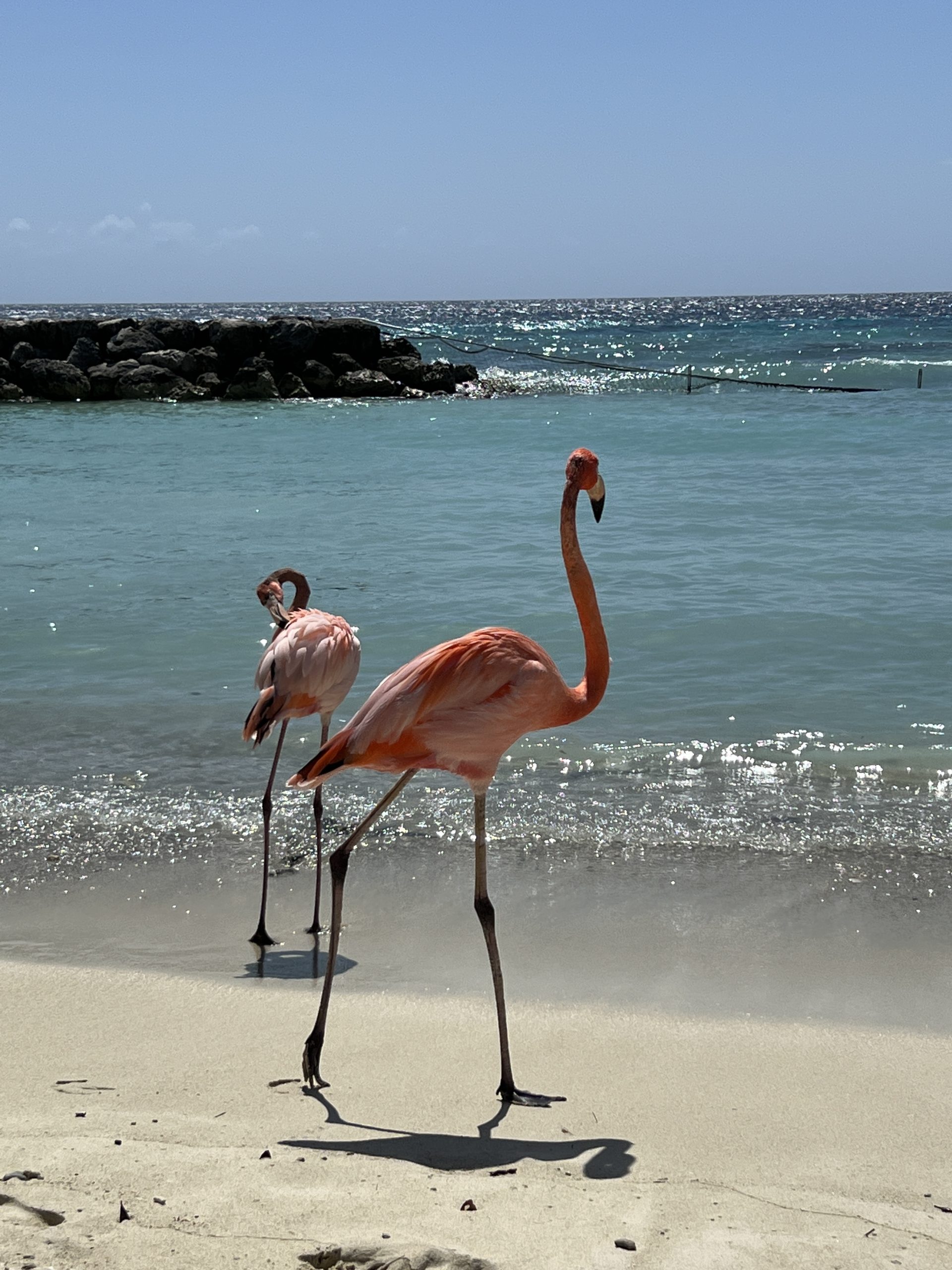 pink flamingos on beach in Aruba